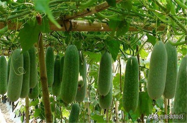 南瓜冬瓜什么时间种植最好,冬瓜的种植技术主蔓何时打顶