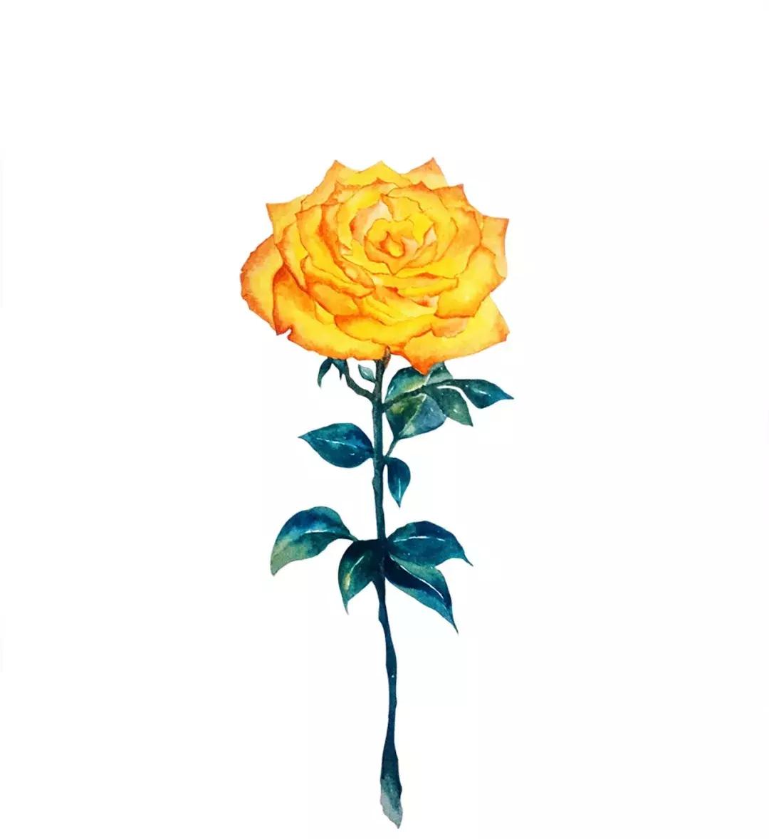 玫瑰大全｜说到玫瑰只能想到红玫瑰的，建议你好看看本文！