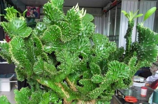 玉麒麟可以除甲醛吗,玉麒麟除甲醛吗