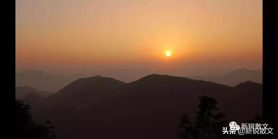 大山深处，两个女子带着一条黄狗，守护着万亩生态林