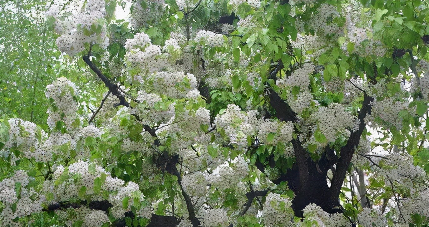 家在延津原唱完整版,家在延津主页