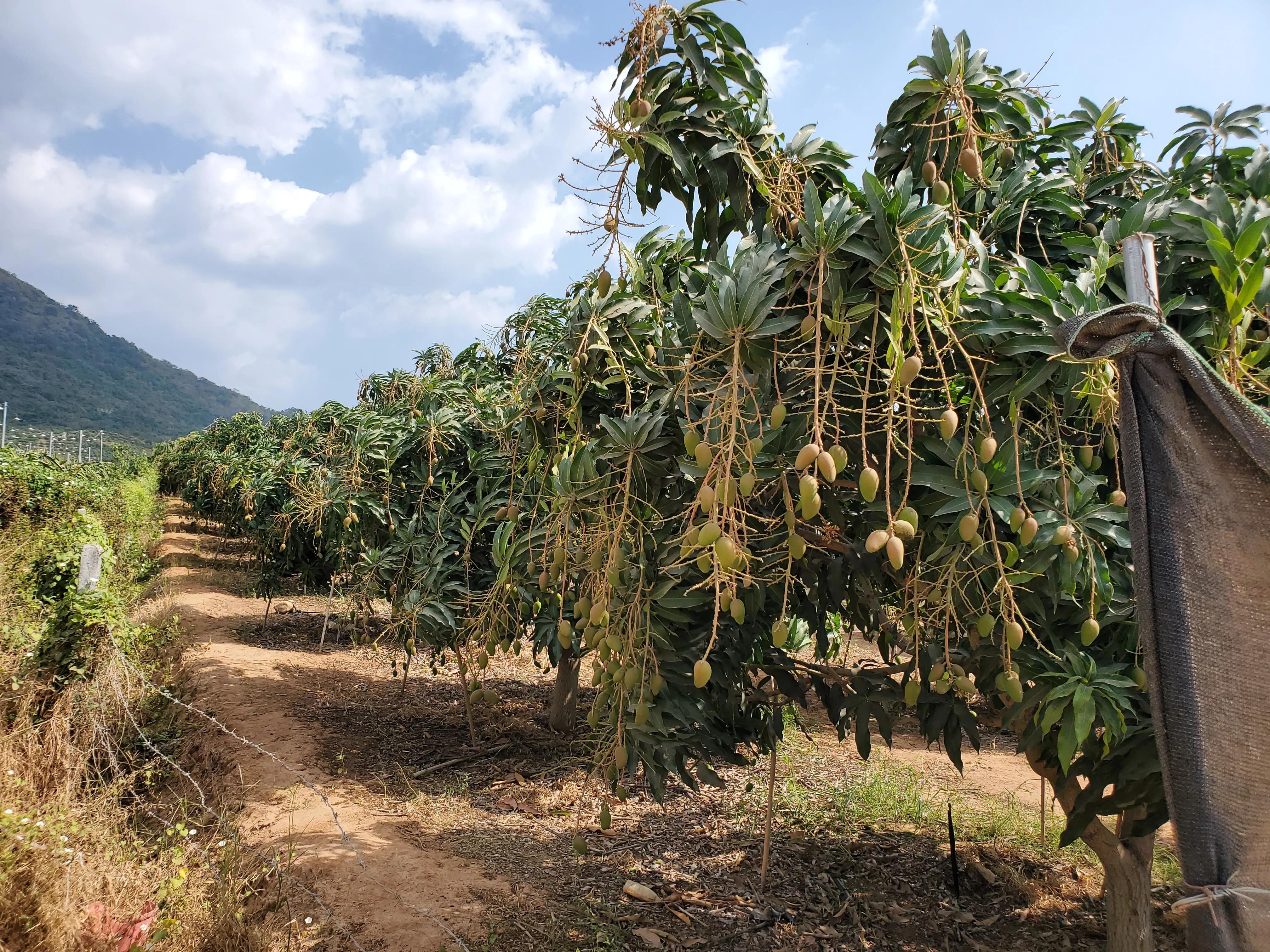 这个冬天我就要去旅行,来三亚享受着冬天里的夏天吧