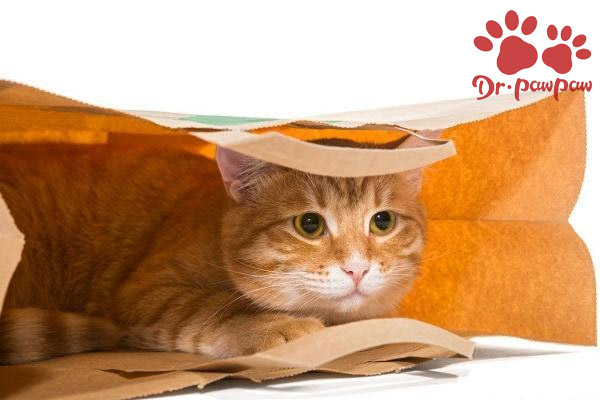 爪爪博士猫咪感冒药,小猫猫感冒吃什么药