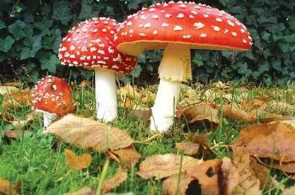 纯天然无公害真的无害吗,纯天然不含添加剂真的假的