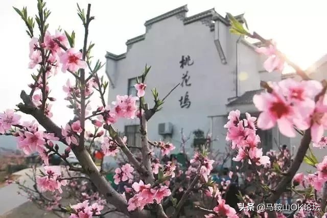马鞍山滨江公园樱花开了吗,马鞍山雨山樱花
