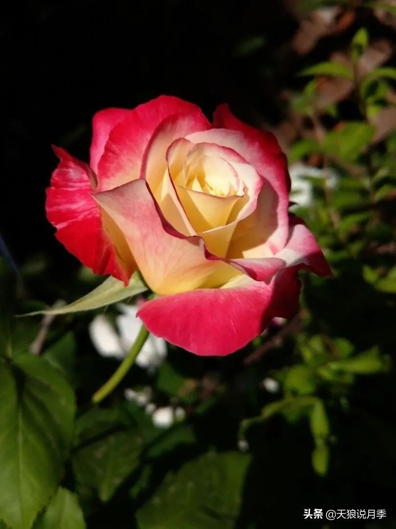 月季的正确抹芽方法,月季抹芽的正确方法