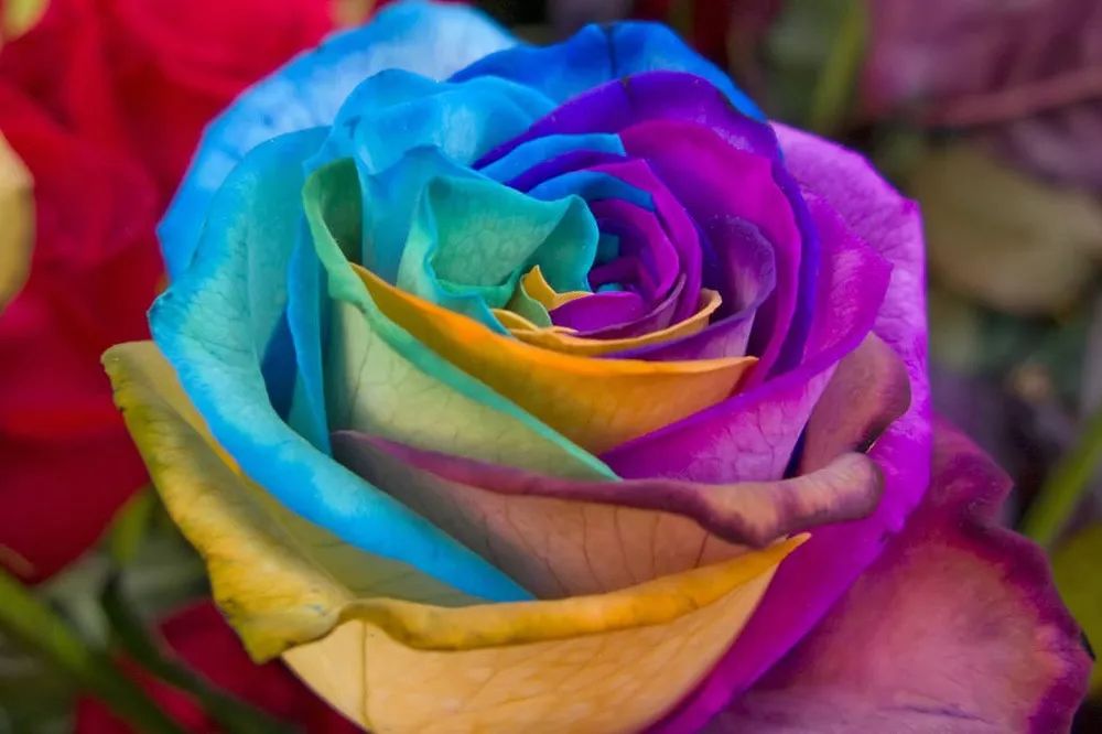 花店必备的5款玫瑰,花店常用的10款玫瑰花是哪些品种