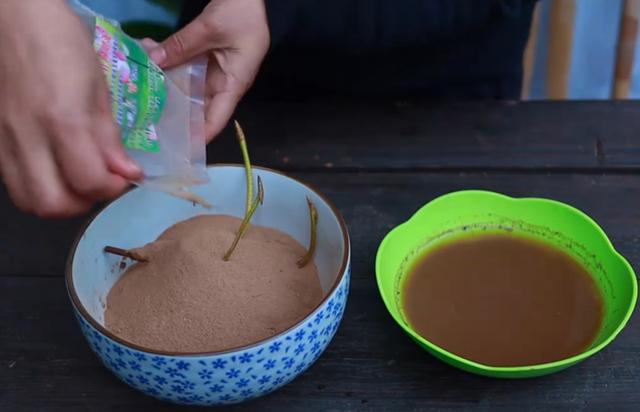 用碗莲的种子养殖多久可以开花,碗莲从种子到开花需要多长时间
