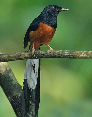 东江揽胜,惠州淡水常见鸟类图谱