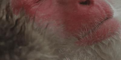 豆瓣9.8分悬疑大片,窥探电视剧豆瓣评分