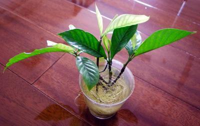 栀子花养护方法水培,栀子花水培养护开花技巧