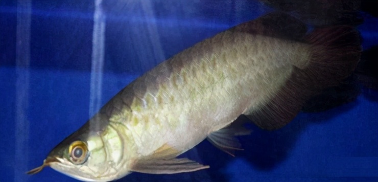 龙鱼疾病治疗视频,龙鱼常见病100种