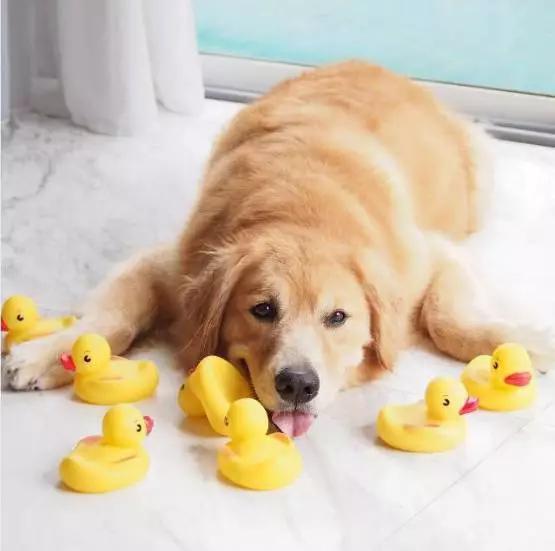 让狗狗开心的方法,让狗狗幸福的7件事