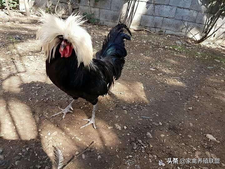 农民发明养鸡奇招轻松养5万只,养鸡牛人的致富绝招有哪些