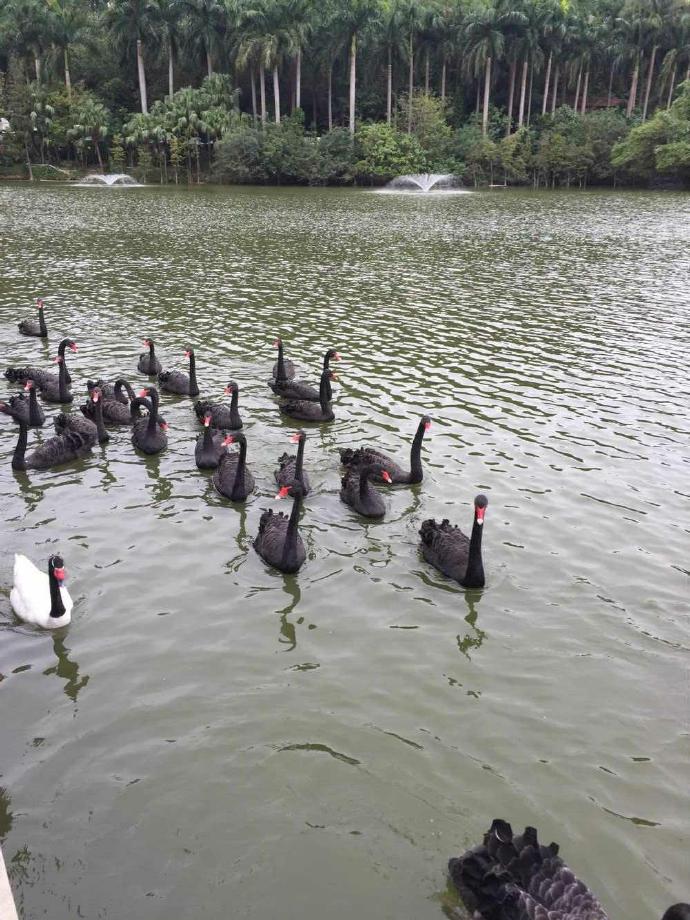 长隆野生动物园旅游攻略带娃,广州长隆动物园适合亲子游