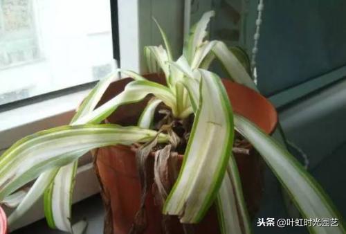 花卉肥害伤根怎么补救,花卉肥害用什么药