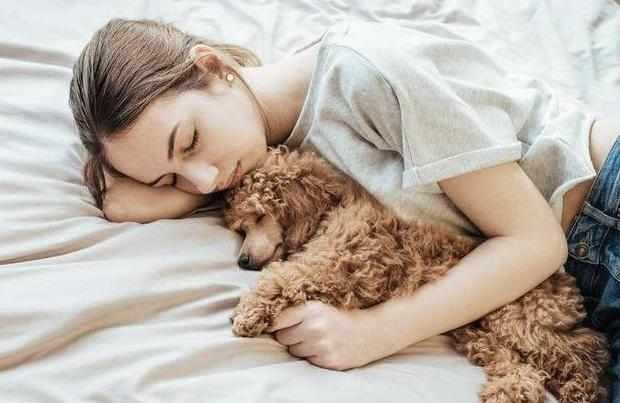 新手饲养泰迪犬的四大注意事项,新手养泰迪犬需要注意些什么