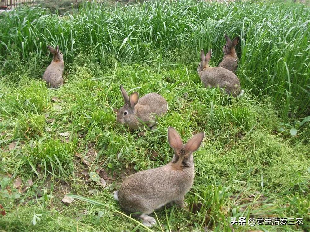效益高收益稳定的养殖项目有哪些,有什么投资小收益高的养殖项目