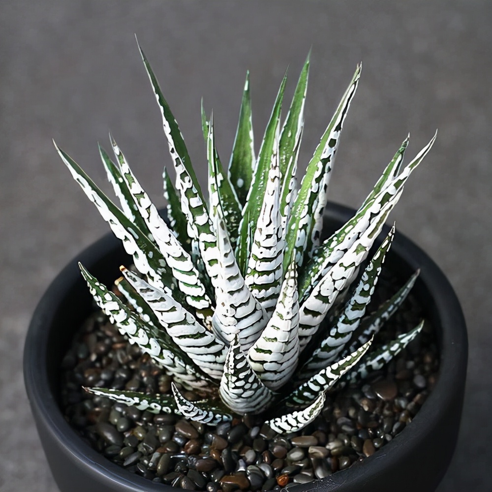 多肉条纹十二卷的养护方法,条纹十二卷多肉如何快速爆盆