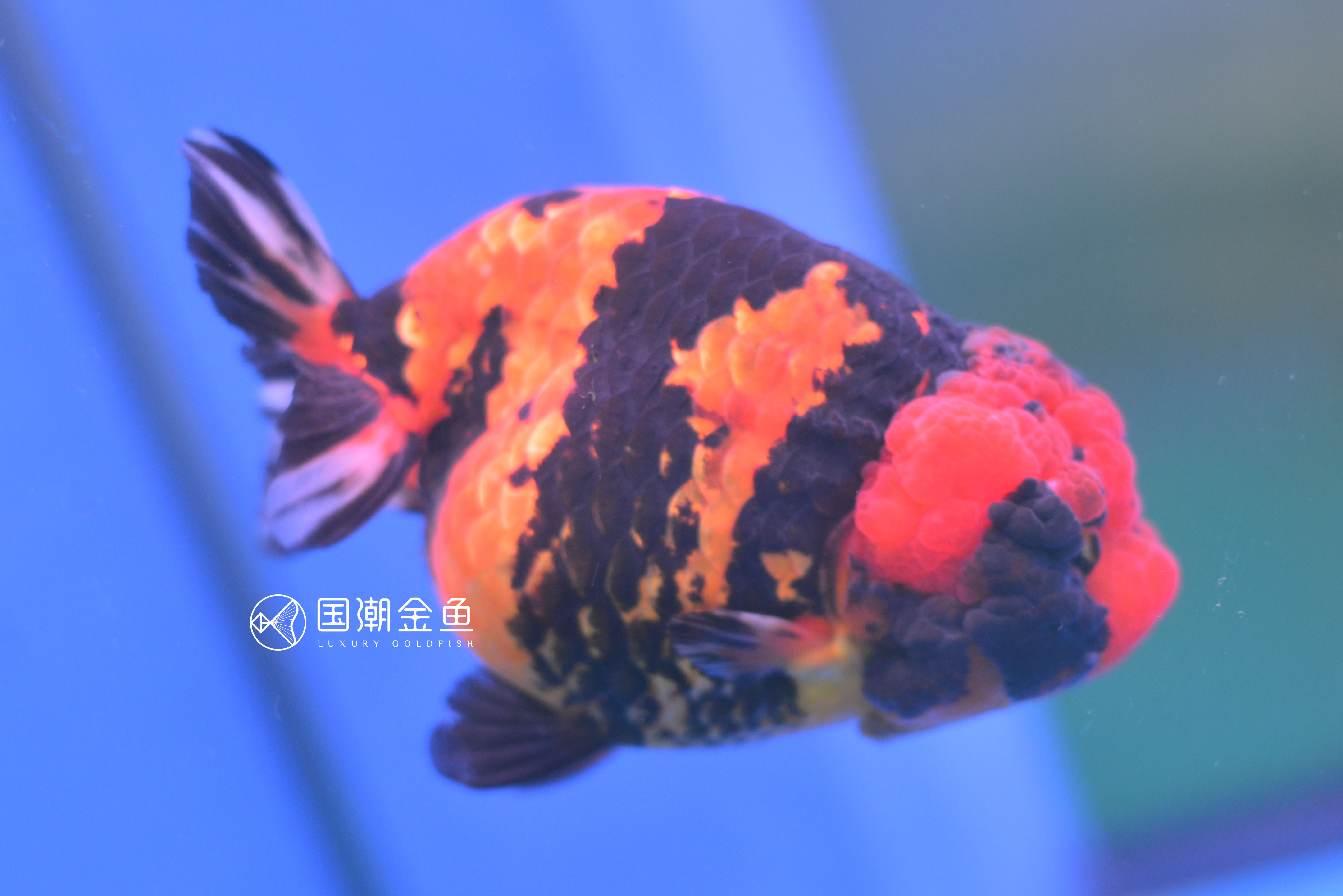 饲养金鱼的正确方法是什么,饲养金鱼水温