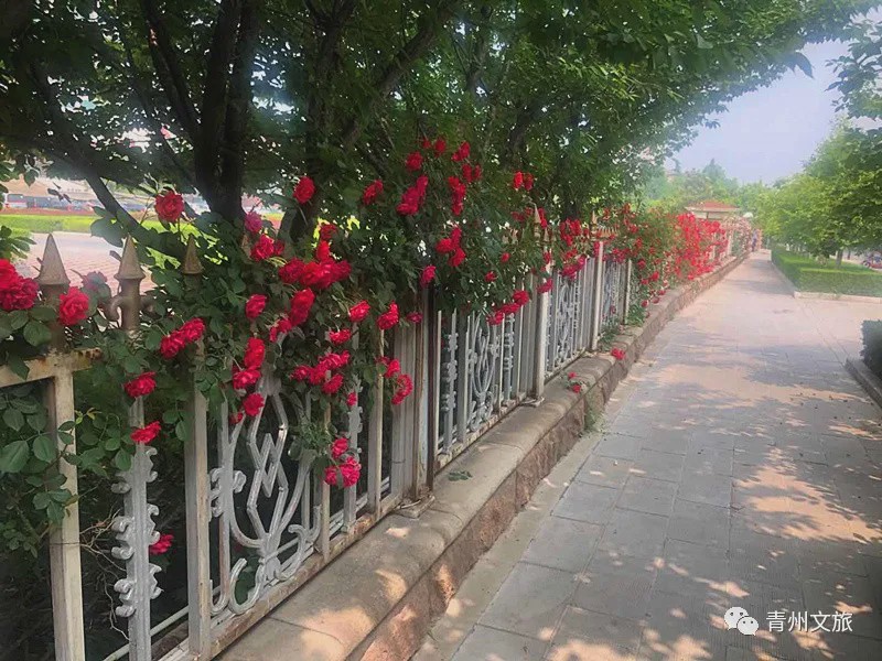 花满青州——初夏清浅微风起，蔷薇月季满城香