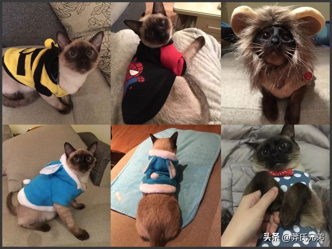 宠物秀场最新动态,亚宠展宠物时装秀人气火爆现场