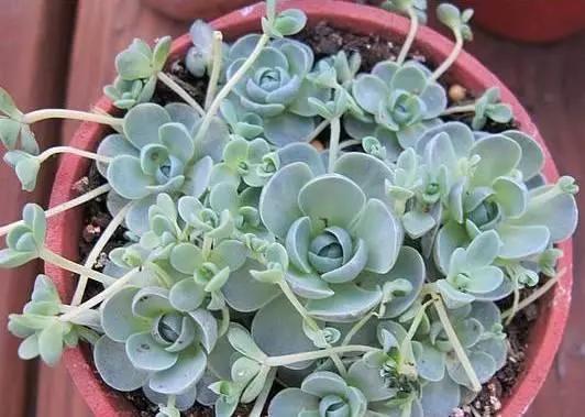 容易爆盆又好养的多肉你值得拥有,容易养好养活而且便宜的多肉