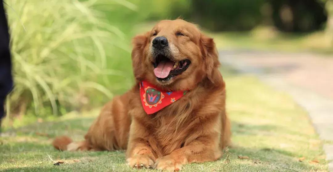 宠物市场买狗注意事项,寄养宠物注意事项