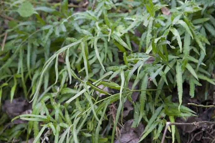 中药凤尾草,中药材凤尾草别名