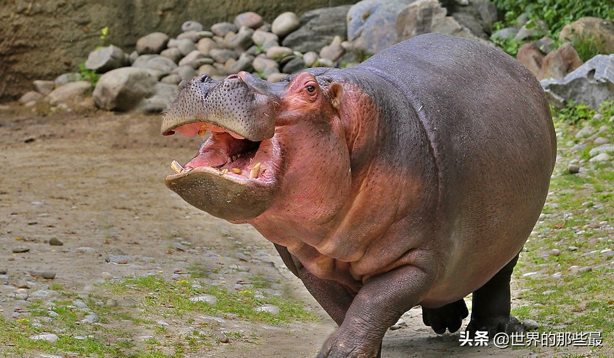 世界上都有哪些比较猛的猛兽,全世界最厉害的的十大猛兽