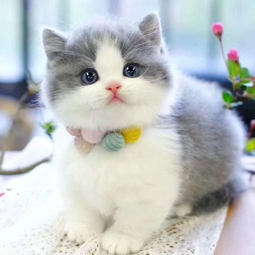 宠物猫拉稀是什么情况,宠物猫拉稀是什么原因