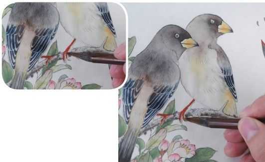 蜡嘴雀工笔画,蜡嘴鸟画画教程