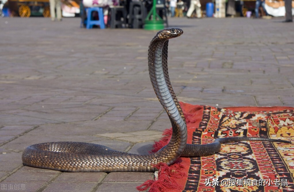 18种最恐怖却真实存在的蛇,亚马逊河十大恐怖生物蛇
