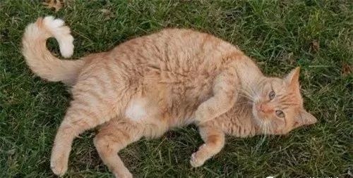 猫咪打滚=发情？又涨知识了