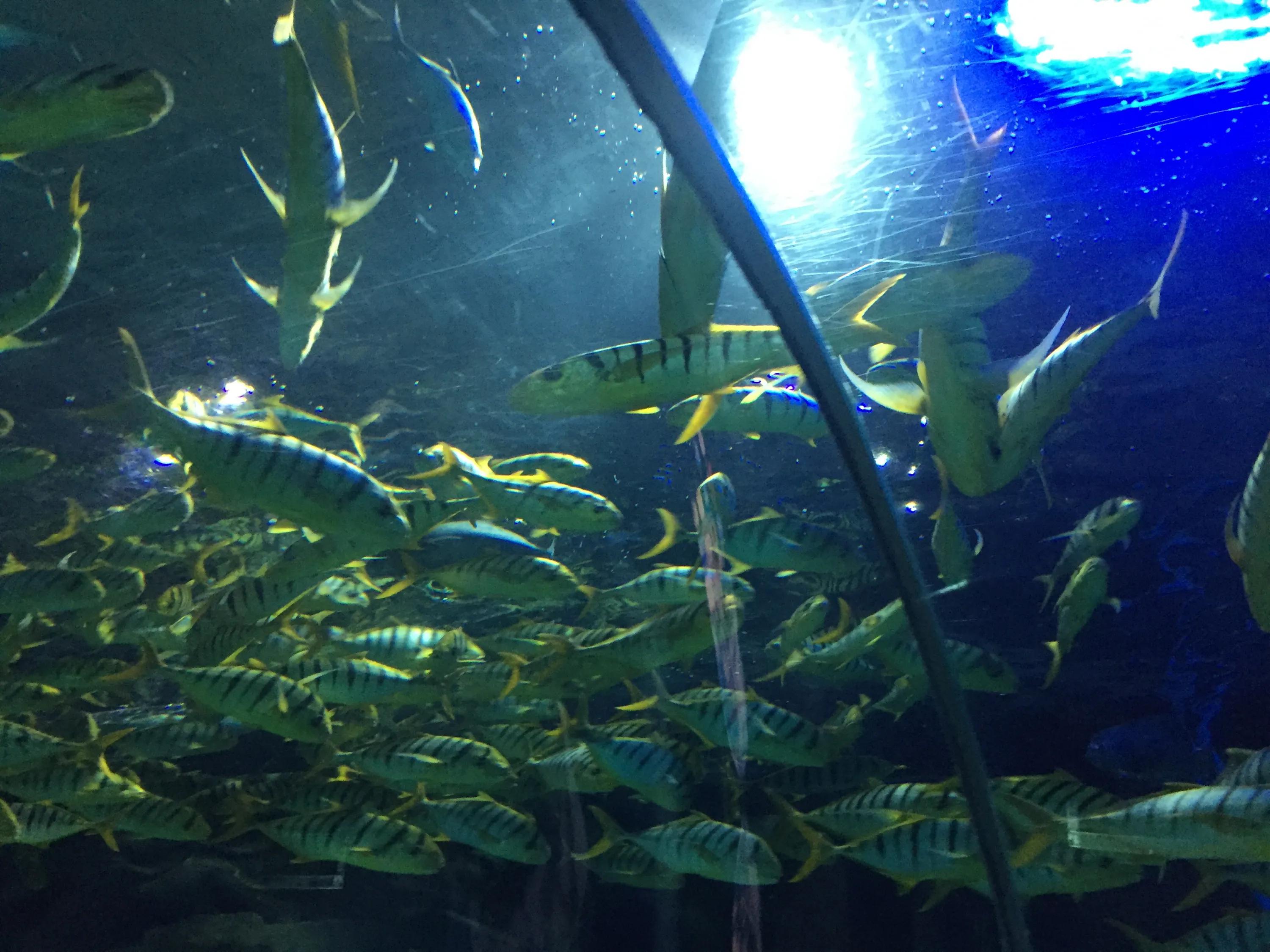 富国海底世界京津冀,富国海底世界门票京津冀卡优惠