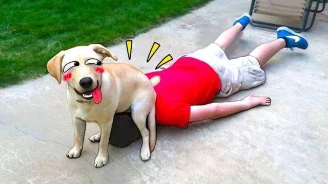 家庭伴侣宠物,家庭伴侣犬适合陪伴孩子的小型犬