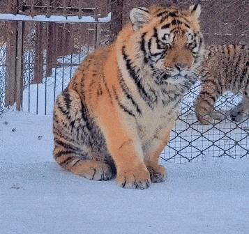 猫咪没坏心眼视频,猫咪没有坏心思在线阅读