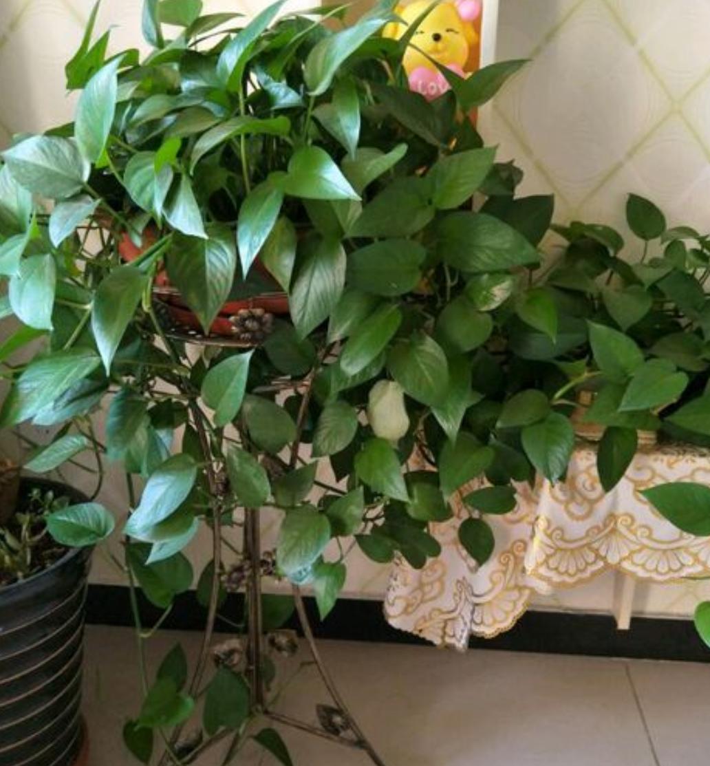 你家的绿萝都是往墙上爬的吗,什么绿萝都能爬墙