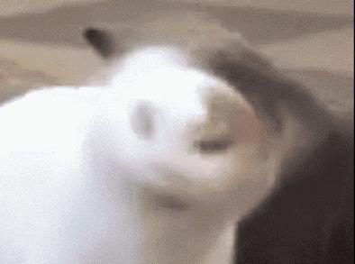 养猫狗常备药,宠物猫狗常用药