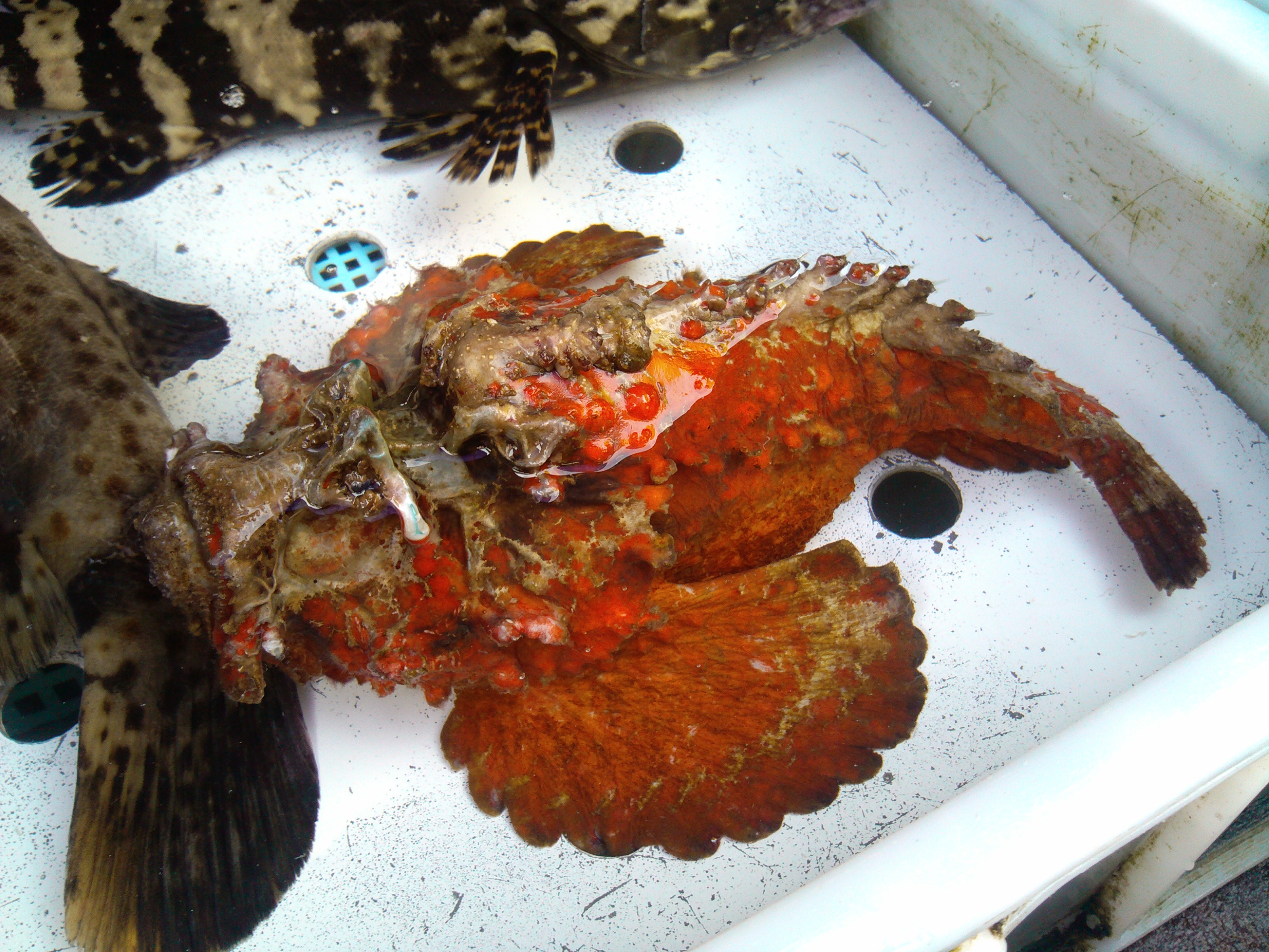 珠海海鲜游,珠海澳门环岛游时间表