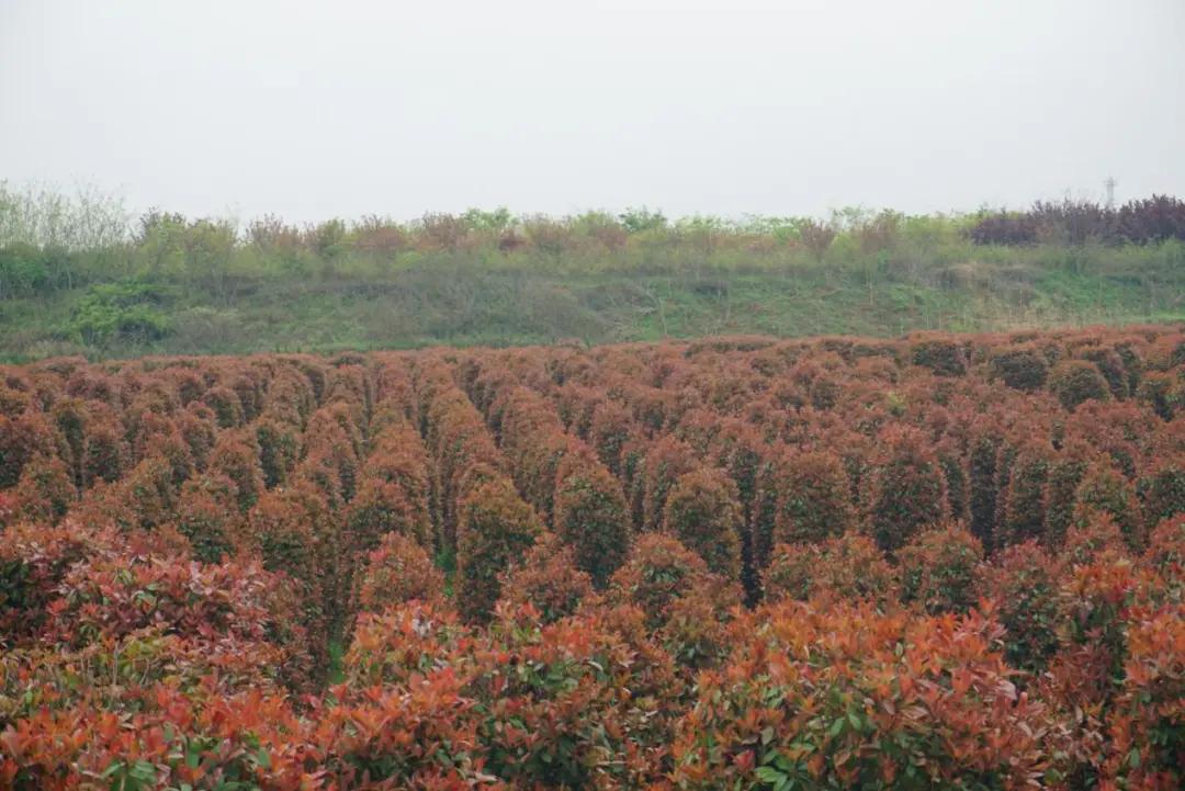 这名音乐老师种的红叶石楠，一棵卖了20000元