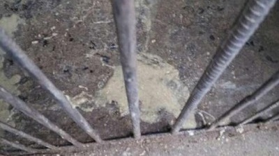 猪只出现呕吐现象，很担心是非洲猪瘟，难道中招了？