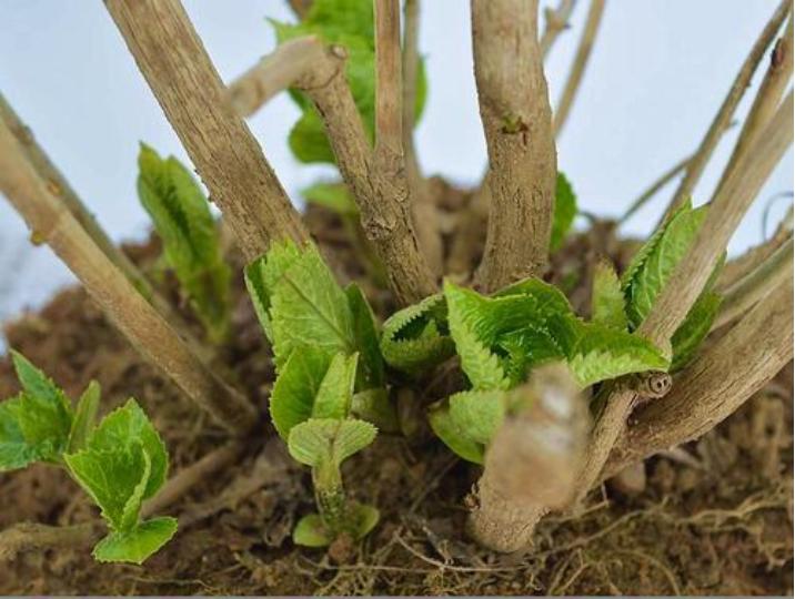 春季绣球怎么养护最好,绣球花的春天怎么养护