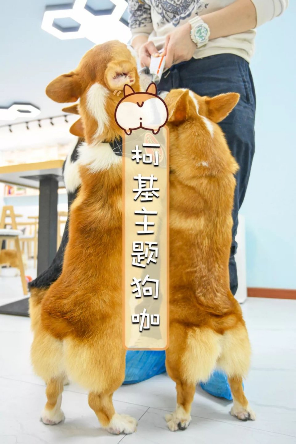 专门摸屁股的店，任摸