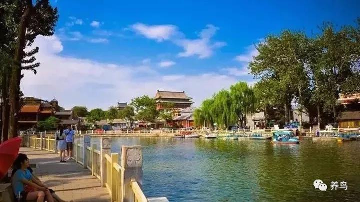 虎头凤怎样盘才不会怕人,怎样喂鸟让鸟不怕人