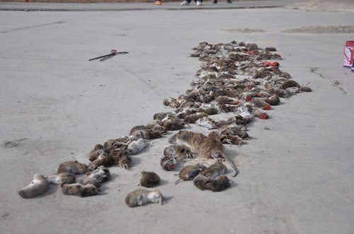 澳大利亚鼠灾现场视频,澳大利亚鼠灾真实事件