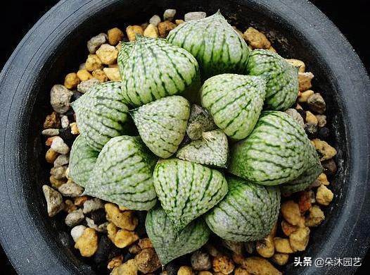 多肉十二卷寿的窗口怎么不透明,多肉热点话题