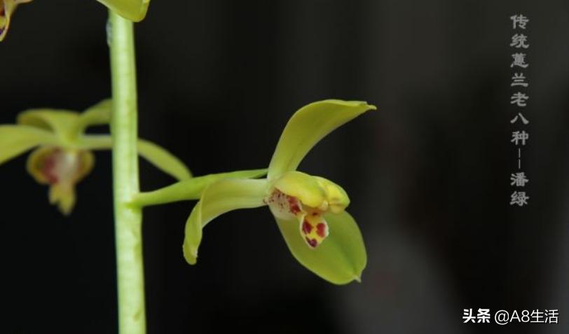 每日一品,蕙兰潘绿梅和庆华区别
