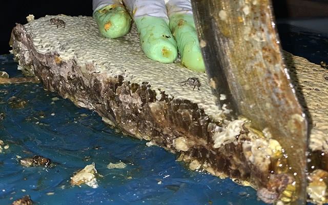 巢蜜可以造假吗,巢蜜究竟好不好