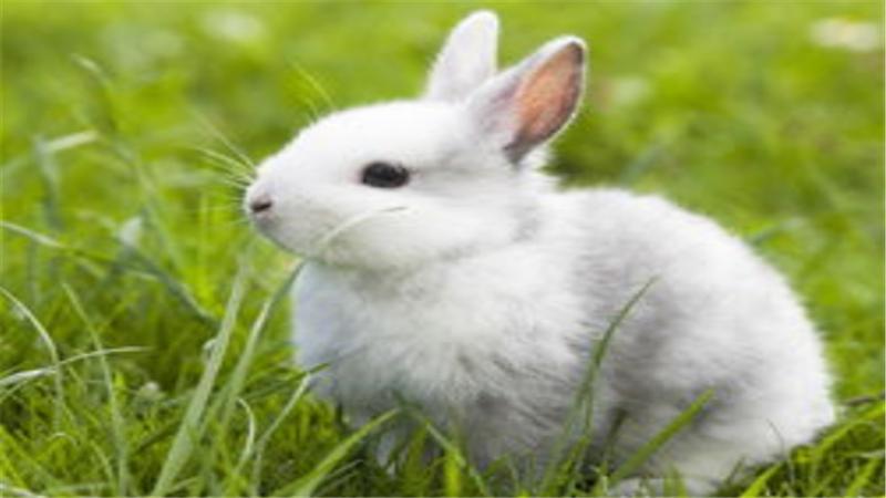 怎么养幼兔是最佳方法,养兔知识如何做好幼兔的饲养管理